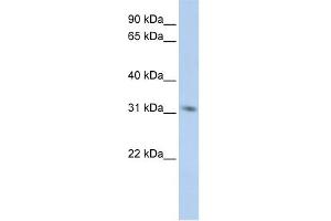 WB Suggested Anti-MPG Antibody Titration:  0. (MPG antibody  (Middle Region))