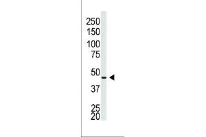 Western blot analysis of anti-GJA5 N-term Pab in Placenta lysate (Cx40/GJA5 antibody  (N-Term))