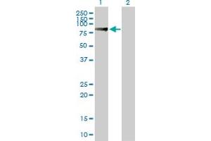 SUPV3L1 antibody  (AA 1-786)