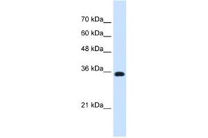 WB Suggested Anti-ATP1B1 Antibody Titration:  0. (ATP1B1 antibody  (Middle Region))