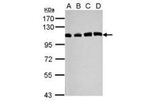 Image no. 2 for anti-Ubiquitin Specific Peptidase 13 (Isopeptidase T-3) (USP13) (C-Term) antibody (ABIN1491928) (USP13 antibody  (C-Term))