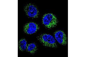 Confocal immunofluorescent analysis of GGH Antibody (C-term) (ABIN655984 and ABIN2845368) with NCI- cell followed by Alexa Fluor 488-conjugated goat anti-rabbit lgG (green).