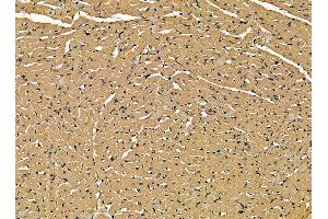 ABIN7095321 and ABIN7099378 at 1/100 staining rat heart tissue by IHC-P. (SLC25A37 antibody)