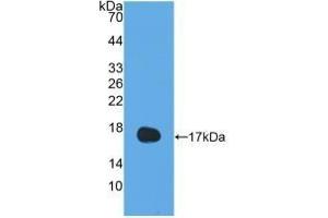 Detection of Recombinant IL13, Human using Polyclonal Antibody to Interleukin 13 (IL13) (IL-13 antibody  (AA 25-146))