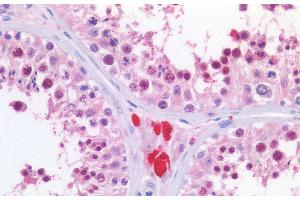 ABIN185157 (5 μg/mL) staining of paraffin embedded Human Testis.