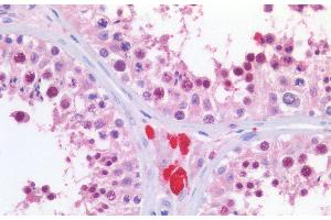 ABIN185157 (5 μg/mL) staining of paraffin embedded Human Testis. (KPNA2 antibody  (C-Term))