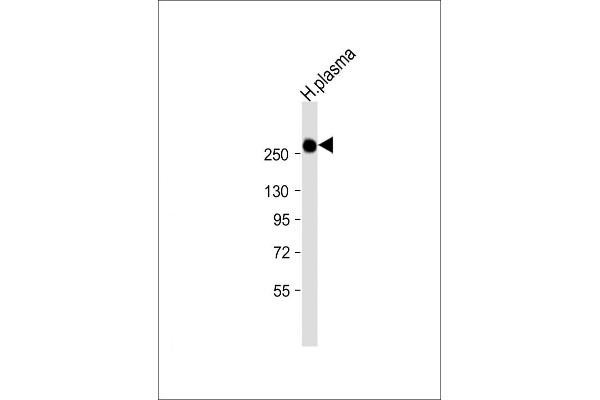 ITIH1 Antikörper  (AA 606-635)