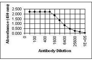 ELISA image for anti-Glycoprotein I (US7) antibody (ABIN265608) (Glycoprotein I antibody)