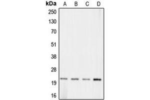 Western blot analysis of Claudin 11 expression in HeLa (A), Raw264. (Claudin 11 antibody  (C-Term))