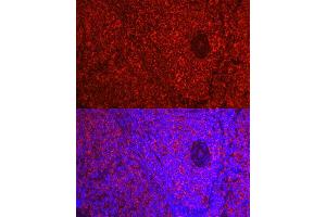 Immunofluorescence analysis of Rat spleen using  antibody ( ABIN7265502) at dilution of 1:50 (40x lens). (ADRB1 antibody  (AA 150-250))