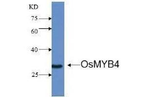 Western Blotting (WB) image for anti-Transcription factor MYB4 (MYB4) antibody (ABIN1854788) (MYB4 antibody)