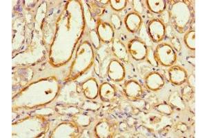 Immunohistochemistry of paraffin-embedded human kidney tissue using ABIN7161015 at dilution of 1:100 (NOXA1 antibody  (AA 150-313))