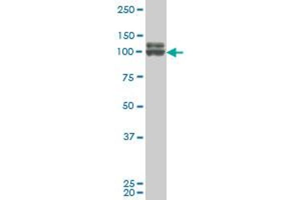 DDX54 antibody  (AA 778-881)