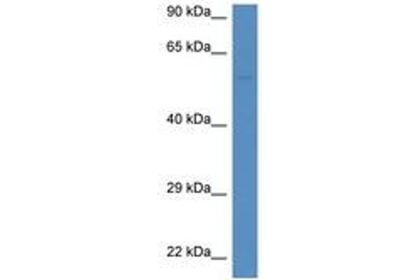 DUOXA1 antibody  (AA 297-346)