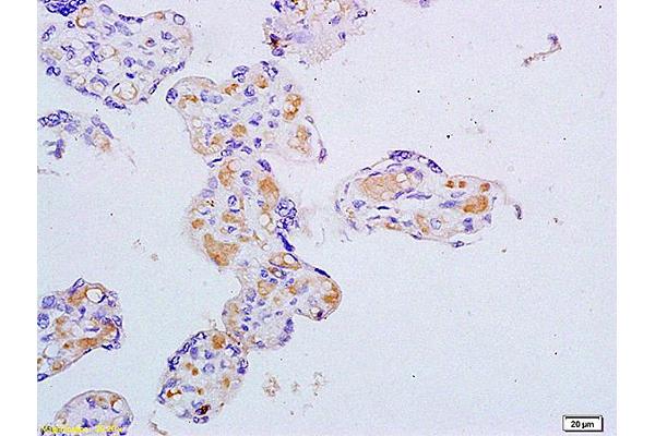 SLC10A2 antibody  (AA 131-230)
