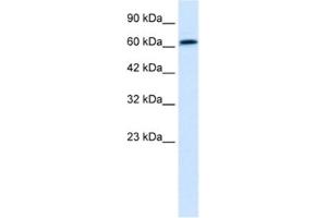 Western Blotting (WB) image for anti-PC4 and SFRS1 Interacting Protein 1 (PSIP1) antibody (ABIN2461013) (PSIP1 antibody)