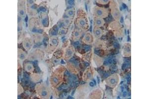 IHC-P analysis of Mouse Tissue, with DAB staining. (IL10RB antibody  (AA 42-218))