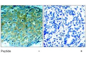 Image no. 1 for anti-P21-Activated Kinase 1 (PAK1) (Thr212) antibody (ABIN197365) (PAK1 antibody  (Thr212))