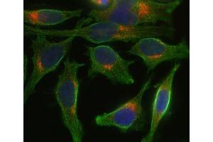 Indirect immunostaining of Hela cells with anti-syntaxin 8 (dilution 1 : 100; red) and mouse anti-α-tubulin (cat. (STX8 antibody  (Cytoplasmic Domain))