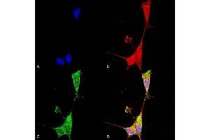 Immunocytochemistry/Immunofluorescence analysis using Mouse Anti-Brevican Monoclonal Antibody, Clone S294A-6 (ABIN2483319). (BCAN antibody  (AA 219-655) (FITC))