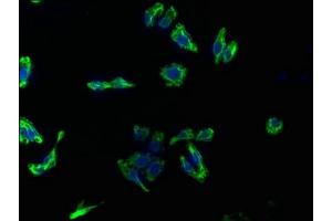Immunofluorescence staining of HepG2 cells with ABIN7154269 at 1:133, counter-stained with DAPI. (Glypican 3 antibody  (AA 346-550))