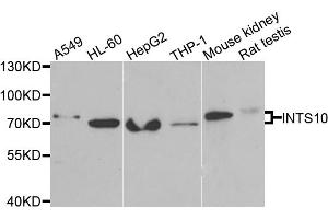 Western blot analysis of extracts of various cell lines, using INTS10 antibody (ABIN5973989) at 1/1000 dilution. (INTS10 antibody)