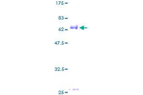 BMI1 Protein (AA 1-326) (GST tag)