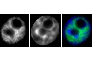 RNA pol II phospho Ser2 antibody (mAb) (Clone 3E7C7) tested by Immunofluorescence. (Rpb1 CTD antibody  (Ser2))