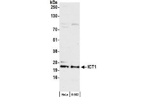 Western Blotting (WB) image for anti-Immature Colon Carcinoma Transcript 1 (ICT1) (AA 156-206) antibody (ABIN7449195)