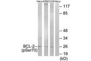 Western blot analysis of extracts from HeLa cells treated with LPS (40nM, 30mins), K562 cells treated with calyculin A (50ng/ml, 30mins) and COS-7 cells treated with H2O2 (1ng/ml, 15mins), using BCL-2 (Phospho-Ser70) Antibody. (Bcl-2 antibody  (pSer70))