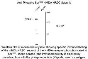 Image no. 1 for anti-Glutamate Receptor, Ionotropic, N-Methyl D-Aspartate 2c (GRIN2C) (pSer1096) antibody (ABIN956763)
