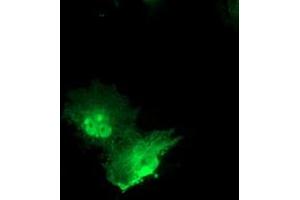 Anti-PNMT mouse monoclonal antibody (ABIN2454540) immunofluorescent staining of COS7 cells transiently transfected by pCMV6-ENTRY PNMT (RC206586). (PNMT antibody)