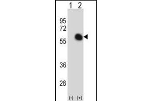 Western blot analysis of GATA2 (arrow) using rabbit polyclonal GATA2 Antibody (C-term) (ABIN390740 and ABIN2841005). (GATA2 antibody  (C-Term))