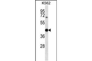 Western blot analysis in K562 cell line lysates (35ug/lane). (OXA1L antibody  (C-Term))