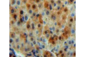 IHC-P analysis of liver tissue, with DAB staining. (CA5B antibody  (AA 174-311))