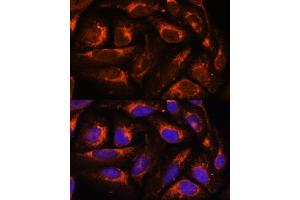 ACOX3 antibody  (AA 10-100)
