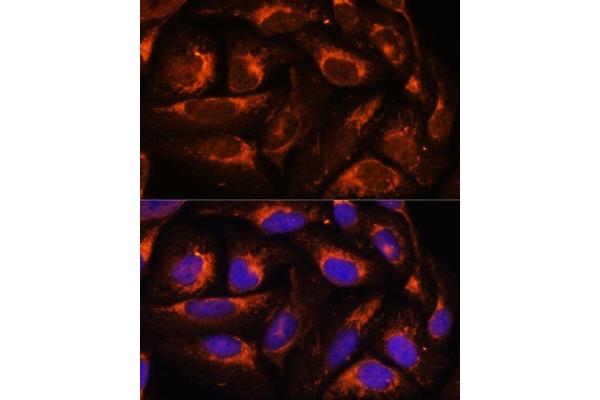 ACOX3 antibody  (AA 10-100)