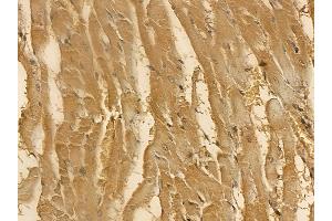 EEF2 Mouse Monoclonal Antibody at 1/100 staining rat heart tissue by IHC-P.
