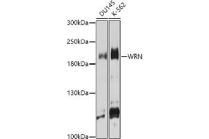 Western blot analysis of extracts of various cell lines, using WRN antibody (ABIN6130799, ABIN6150263, ABIN6150264 and ABIN6222581) at 1:1000 dilution. (RECQL2 antibody  (AA 1223-1432))
