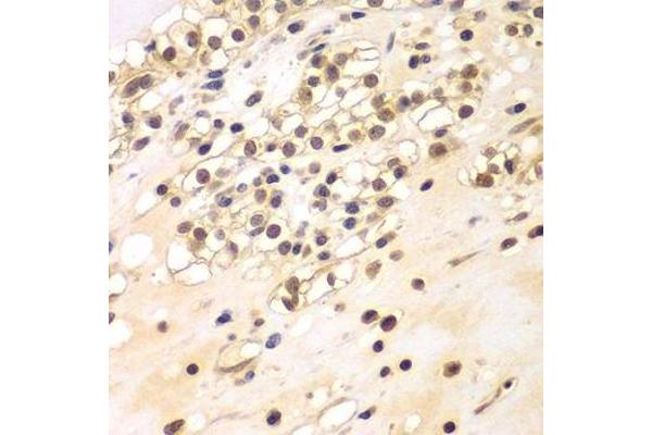 BCAS3 antibody  (AA 674-913)