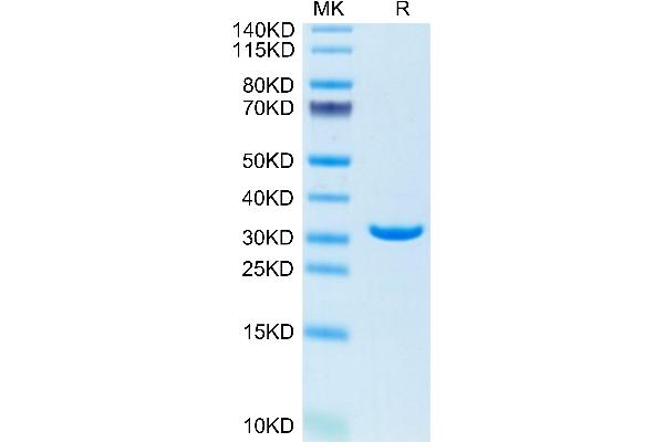 Annexin V Protein (AA 2-320)