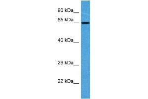 Host:  Mouse  Target Name:  CRMP1  Sample Tissue:  Mouse Skeletal Muscle  Antibody Dilution:  1ug/ml (CRMP1 antibody  (C-Term))