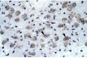 Human Brain (KCNH5 antibody  (N-Term))