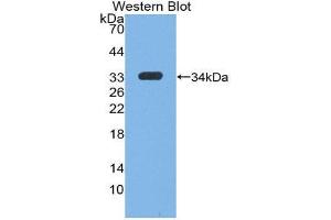 Western Blotting (WB) image for anti-Insulin-Like Growth Factor 1 (IGF1) (AA 49-118) antibody (ABIN3209575) (IGF1 antibody  (AA 49-118))