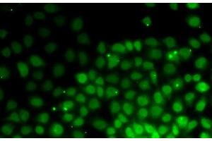 Immunofluorescence analysis of HeLa cells using HMGN2 Polyclonal Antibody (HMGN2 antibody)