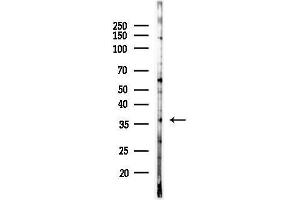 Western blot analysis of lysates from PC12 cells(LPS, 4h treatment), using CNO Antibody at 1/1000 dilution.