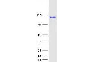 Validation with Western Blot (Calnexin Protein (CANX) (Transcript Variant 1) (Myc-DYKDDDDK Tag))