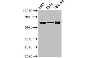 Western Blot Positive WB detected in: A549 whole cell lysate, Hela whole cell lysate, HEK293 whole cell lysate All lanes: CRTC1 antibody at 3. (CRTC1 antibody  (AA 1-248))