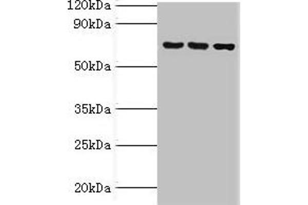 ABCF2 antibody  (AA 1-250)