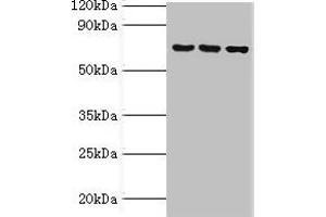 Western blot All lanes: ABCF2 antibody at 4 μg/mL Lane 1: 293T whole cell lysate Lane 2: Hela whole cell lysate Lane 3: NIH/3T3 whole cell lysate Secondary Goat polyclonal to rabbit IgG at 1/10000 dilution Predicted band size: 72, 73 kDa Observed band size: 72 kDa (ABCF2 antibody  (AA 1-250))